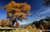 Central Julian Alps with Skrlatica, Prisojnik, Kukova spica and Vrsic are seen from 1909m high Slemenova Spica. Fall brought first snow in mountains around Vrsic, Slovenia. Trees in mountains above Kranjska gora, Slovenia, painted their leaves into colorful fall colors, while first snow in mountains put some more contrast to already beautiful and peaceful landscape.

