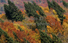 Autumn dressed surrounding of Bohinj lake into beautiful fall colors. Lake Bohinj lies between Bohinjs mountains, which rise from 1600 to 2000 meters, and is Slovenias largest glacial lake. It is 4.2 kilometers long, one kilometer wide, and forty-five meters deep. Bohinj is a valley that stretches from Soteska to Ukanc. On the south side, it is enclosed by the Lower Bohinj Mountains, which rise to 2.000 meters, and on the north by the Triglav mountain range with 2864m high Mount Triglav, Slovenias highest mountain.
