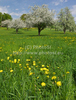 Blooming trees and first green leafs are turning landscape into beautiful bright green carpet laid over spring ground near village Kovor, Slovenia.
