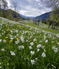 Daffodil flowers (Narcissus poeticus) are starting to bloom on meadows under Golica, Slovenia. Meadows under Golica, Slovenia, are famous for their carpets of daffodil flowers which start to bloom in beginning of May. Daffodil flowers cover grass fields on hills and valleys of meadows under mountain Golica above Jesenice, Slovenia.
