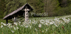 Daffodil flowers (Narcissus poeticus) are starting to bloom on meadows under Golica, Slovenia. Meadows under Golica, Slovenia, are famous for their carpets of daffodil flowers which start to bloom in beginning of May. Daffodil flowers cover grass fields on hills and valleys of meadows under mountain Golica above Jesenice, Slovenia.
