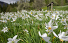 Daffodil flowers (Narcissus poeticus) are starting to bloom on meadows under Golica, Slovenia. Meadows under Golica, Slovenia, are famous for their carpets of daffodil flowers which start to bloom in beginning of May. Daffodil flowers cover grass fields on hills and valleys of meadows under mountain Golica above Jesenice, Slovenia.

