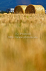 Wheat hay is rolled and waiting for transportation after wheat was harvested on sunny and hot summer afternoon of 19th of July 2010. Wheat fields are located near village Menges, Slovenia.
