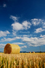 Wheat hay is rolled and waiting for transportation after wheat was harvested on sunny and hot summer afternoon of 19th of July 2010. Wheat fields are located near village Menges, Slovenia.
