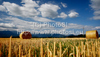Wheat hay is rolled and waiting for transportation after wheat was harvested on sunny and hot summer afternoon of 19th of July 2010. Wheat fields are located near village Menges, Slovenia.
