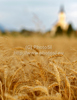 Gold yellow wheat is waiting to be harvested on hot sunny summer afternoon of 19th of July 2010 on fields near Britof, Slovenia.
