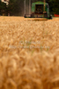 Wheat is being harvested on hot sunny summer afternoon of 19th of July 2010 on fields near Kranj, Slovenia.

