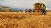 Wheat is being harvested on hot sunny summer afternoon of 19th of July 2010 on fields near Kranj, Slovenia.
