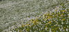 Daffodil flowers (Narcissus poeticus) are starting to bloom on meadows under Golica, Slovenia. Meadows under Golica, Slovenia, are famous for their carpets of daffodil flowers which start to bloom in beginning of May. Daffodil flowers cover grass fields on hills and valleys of meadows under mountain Golica above Jesenice,

