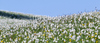 Daffodil flowers (Narcissus poeticus) are starting to bloom on meadows under Golica, Slovenia. Meadows under Golica, Slovenia, are famous for their carpets of daffodil flowers which start to bloom in beginning of May. Daffodil flowers cover grass fields on hills and valleys of meadows under mountain Golica above Jesenice,
