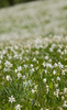 Daffodil flowers (Narcissus poeticus) are starting to bloom on meadows under Golica, Slovenia. Meadows under Golica, Slovenia, are famous for their carpets of daffodil flowers which start to bloom in beginning of May. Daffodil flowers cover grass fields on hills and valleys of meadows under mountain Golica above Jesenice,
