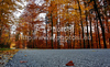Colorful trees surrounding small village road near Ljubno, Slovenia. Forrest in middle of autumn looks like colorful painting.
