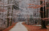 Frost on trees around small village road near Ljubno, Slovenia. Days of fog and cold temperatures on lower parts of Slovenia, put trees and flowers into frost armour.
