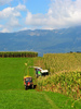 Corn harvesting in the fields of Kranj
