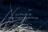 Light plays on frozen grass in shadowy parts of Kranjska dolina in Pokljuka, Slovenia. Winter and cold is slowly coming to meadows of Kranjska dolina in Pokljuka, Slovenia, on sunny and cold morning of Saturday, 17th of November 2012.
