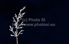 Light plays on frozen grass in shadowy parts of Kranjska dolina in Pokljuka, Slovenia. Winter and cold is slowly coming to meadows of Kranjska dolina in Pokljuka, Slovenia, on sunny and cold morning of Saturday, 17th of November 2012.
