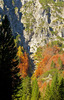 Forest is turning into vibrant orange, yellow and gold colors when autumn is well settled already in valley of Tamar near Ratece, Slovenia.
