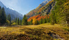 Forest is turning into vibrant orange, yellow and gold colors when autumn is well settled already in valley of Tamar near Ratece, Slovenia.
