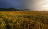 Fields near Kranj, Slovenia, on summer evening of 13th June 2014,  with stormy sky above them, just after rain storm just passed the area.
