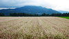 View towards the most popular hill in Kranj, St. Jost, 847m, in the background.
