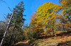 Path toward Martuljek waterfalls is winding up the hill in forest above village Martuljek. Martuljek stream follows its path through a 500 meters long ravine dropping over the 50 meters high rock face as the Lower Martuljek waterfall onto a 400 meters long but narrow Martuljek canyon carved into lime rock. 
