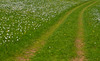 Narcissus flowers are painting grass fields near small village Plavski Rovt in Karavanke mountain chain just above Jesenice, Slovenia, to white. In nice almost summer weather, grass fields in mountains above Jesenice, are full of visitors coming to see spectacular views.
