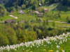 Narcissus flowers are painting grass fields near small village Plavski Rovt in Karavanke mountain chain just above Jesenice, Slovenia, to white. In nice almost summer weather, grass fields in mountains above Jesenice, are full of visitors coming to see spectacular views.
