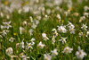 Narcissus flowers are painting grass fields near small village Plavski Rovt in Karavanke mountain chain just above Jesenice, Slovenia, to white. In nice almost summer weather, grass fields in mountains above Jesenice, are full of visitors coming to see spectacular views.
