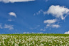 Narcissus flowers are painting grass fields near small village Plavski Rovt in Karavanke mountain chain just above Jesenice, Slovenia, to white. In nice almost summer weather, grass fields in mountains above Jesenice, are full of visitors coming to see spectacular views.
