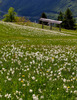 Narcissus flowers are painting grass fields near small village Plavski Rovt in Karavanke mountain chain just above Jesenice, Slovenia, to white. In nice almost summer weather, grass fields in mountains above Jesenice, are full of visitors coming to see spectacular views.
