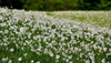 Narcissus flowers are painting grass fields near small village Plavski Rovt in Karavanke mountain chain just above Jesenice, Slovenia, to white. In nice almost summer weather, grass fields in mountains above Jesenice, are full of visitors coming to see spectacular views.
