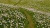 Narcissus flowers are painting grass fields near small village Plavski Rovt in Karavanke mountain chain just above Jesenice, Slovenia, to white. In nice almost summer weather, grass fields in mountains above Jesenice, are full of visitors coming to see spectacular views.
