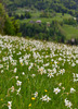 Narcissus flowers are painting grass fields near small village Plavski Rovt in Karavanke mountain chain just above Jesenice, Slovenia, to white. In nice almost summer weather, grass fields in mountains above Jesenice, are full of visitors coming to see spectacular views.
