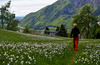 Narcissus flowers are painting grass fields near small village Plavski Rovt in Karavanke mountain chain just above Jesenice, Slovenia, to white. In nice almost summer weather, grass fields in mountains above Jesenice, are full of visitors coming to see spectacular views.
