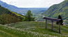 Narcissus flowers are painting grass fields near small village Plavski Rovt in Karavanke mountain chain just above Jesenice, Slovenia, to white. In nice almost summer weather, grass fields in mountains above Jesenice, are full of visitors coming to see spectacular views.
