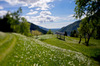 Narcissus flowers are painting grass fields near small village Plavski Rovt in Karavanke mountain chain just above Jesenice, Slovenia, to white. In nice almost summer weather, grass fields in mountains above Jesenice, are full of visitors coming to see spectacular views.
