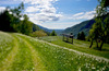 Narcissus flowers are painting grass fields near small village Plavski Rovt in Karavanke mountain chain just above Jesenice, Slovenia, to white. In nice almost summer weather, grass fields in mountains above Jesenice, are full of visitors coming to see spectacular views.
