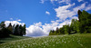 Narcissus flowers are painting grass fields near small village Plavski Rovt in Karavanke mountain chain just above Jesenice, Slovenia, to white. In nice almost summer weather, grass fields in mountains above Jesenice, are full of visitors coming to see spectacular views.
