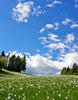 Narcissus flowers are painting grass fields near small village Plavski Rovt in Karavanke mountain chain just above Jesenice, Slovenia, to white. In nice almost summer weather, grass fields in mountains above Jesenice, are full of visitors coming to see spectacular views.
