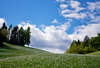 Narcissus flowers are painting grass fields near small village Plavski Rovt in Karavanke mountain chain just above Jesenice, Slovenia, to white. In nice almost summer weather, grass fields in mountains above Jesenice, are full of visitors coming to see spectacular views.
