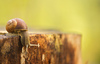 Snail is going its way near trail to Zapotok waterfall. Zapotok waterfall is located on the end of Upper Trenta valley, Slovenia, and was created by Suhi Potok stream. Its surrounded by Prisank, Razor and Bavski Grintavec mountains.
