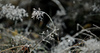 First cold and frozen grass on Pokljuka, Slovenia, on Saturday, 17th of October 2015.
