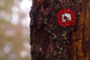 Autumn and fall colors in forests of Pokljuka, Slovenia, on Saturday, 17th of October 2015.
