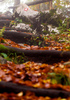 Autumn and fall colors in forests of Pokljuka, Slovenia, on Saturday, 17th of October 2015.
