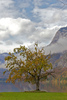 Single tree on shore of the Bohinj lake in Bohinj, Slovenia, while nature is putting on autumn colors on Saturday, 17th of October 2015.
