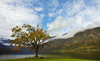 Single tree on shore of the Bohinj lake in Bohinj, Slovenia, while nature is putting on autumn colors on Saturday, 17th of October 2015.

