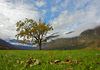 Single tree on shore of the Bohinj lake in Bohinj, Slovenia, while nature is putting on autumn colors on Saturday, 17th of October 2015.
