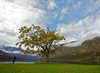 Womena standing next to the single tree on shore of the Bohinj lake in Bohinj, Slovenia, while nature is putting on autumn colors on Saturday, 17th of October 2015.
