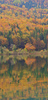 View to Bohinj lake in Bohinj, Slovenia, surrounded by trees already painted in autumn colors on Saturday, 17th of October 2015.
