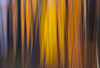 Trees in mountains around Soriska Planina above Sorica, Slovenia, on late autumn day of 31st of October 2015.
